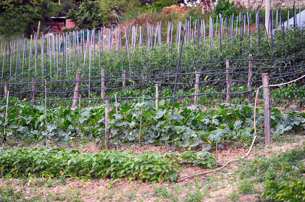 Farm stay Fattoria La Cona